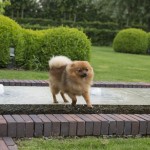 Pomeriaan - keeshond - Poppy