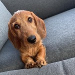 Oscar de papa