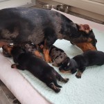 Aangeboden Teckelpups