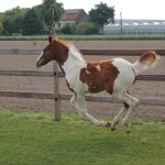 VERKOCHT - Jolly Jumper AV Z 