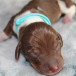 PUP 2: Gladharige dwerg piebald teckel