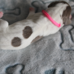PUP 3: Gladharige dwerg piebald teckel