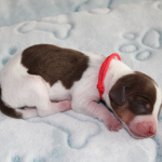 PUP 4: Gladharige dwerg piebald teckel