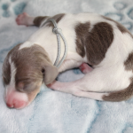 PUP 5: Gladharige dwerg piebald teckel