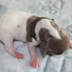 PUP 6: Gladharige dwerg piebald teckel