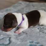 PUP 7: Gladharige dwerg piebald teckel