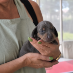 VERKOCHT - Puppy 3: Blue & Tan Standaard Teckel Reutje