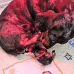Aangeboden Teckel Pups